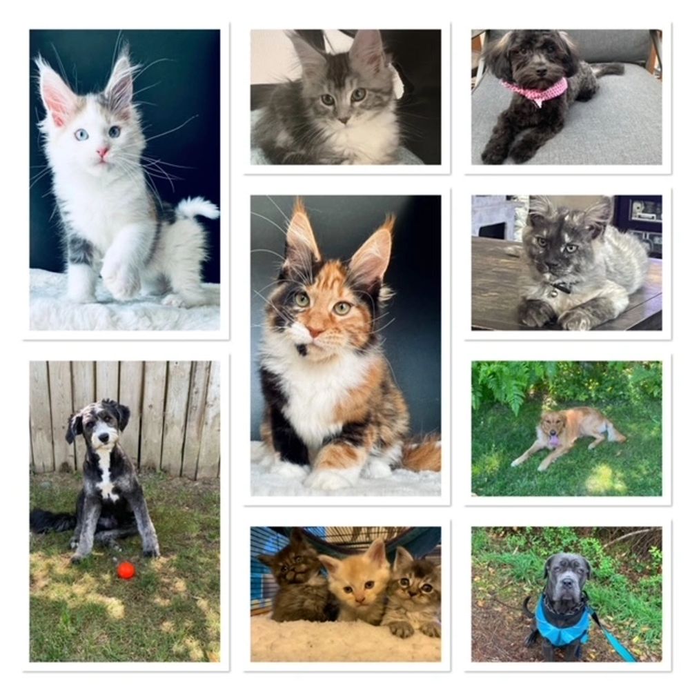 Paws and Hooves Pet Care